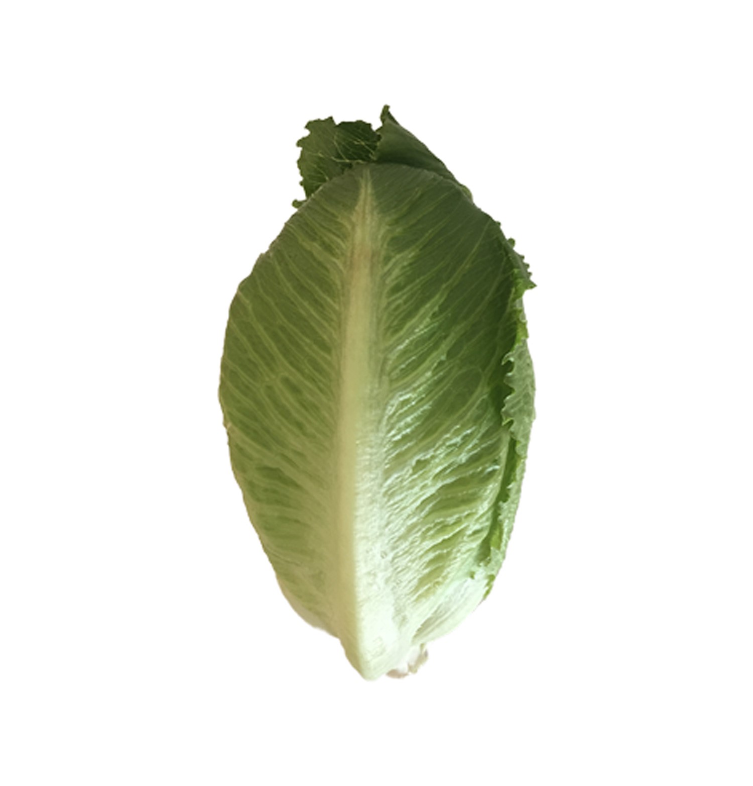 Nouvelle sallat är en populär favorit